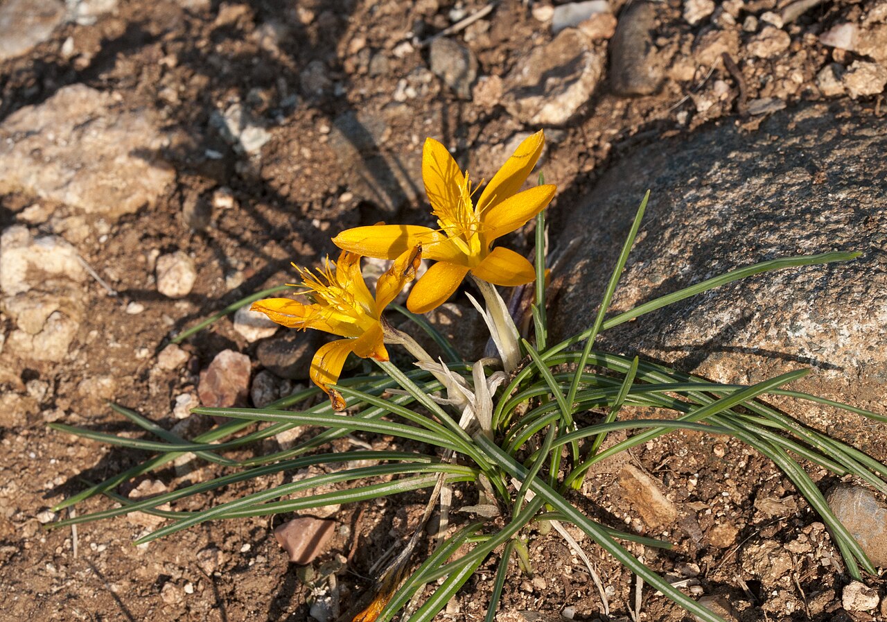 Crocus graveolens: Cloth of gold (Crocus graveolens). Çukurova University Campus, Adana - Turkey.