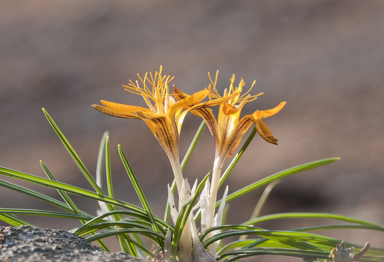 Crocus graveolens: Cloth of gold (Crocus graveolens). Çukurova University Campus, Adana - Turkey.