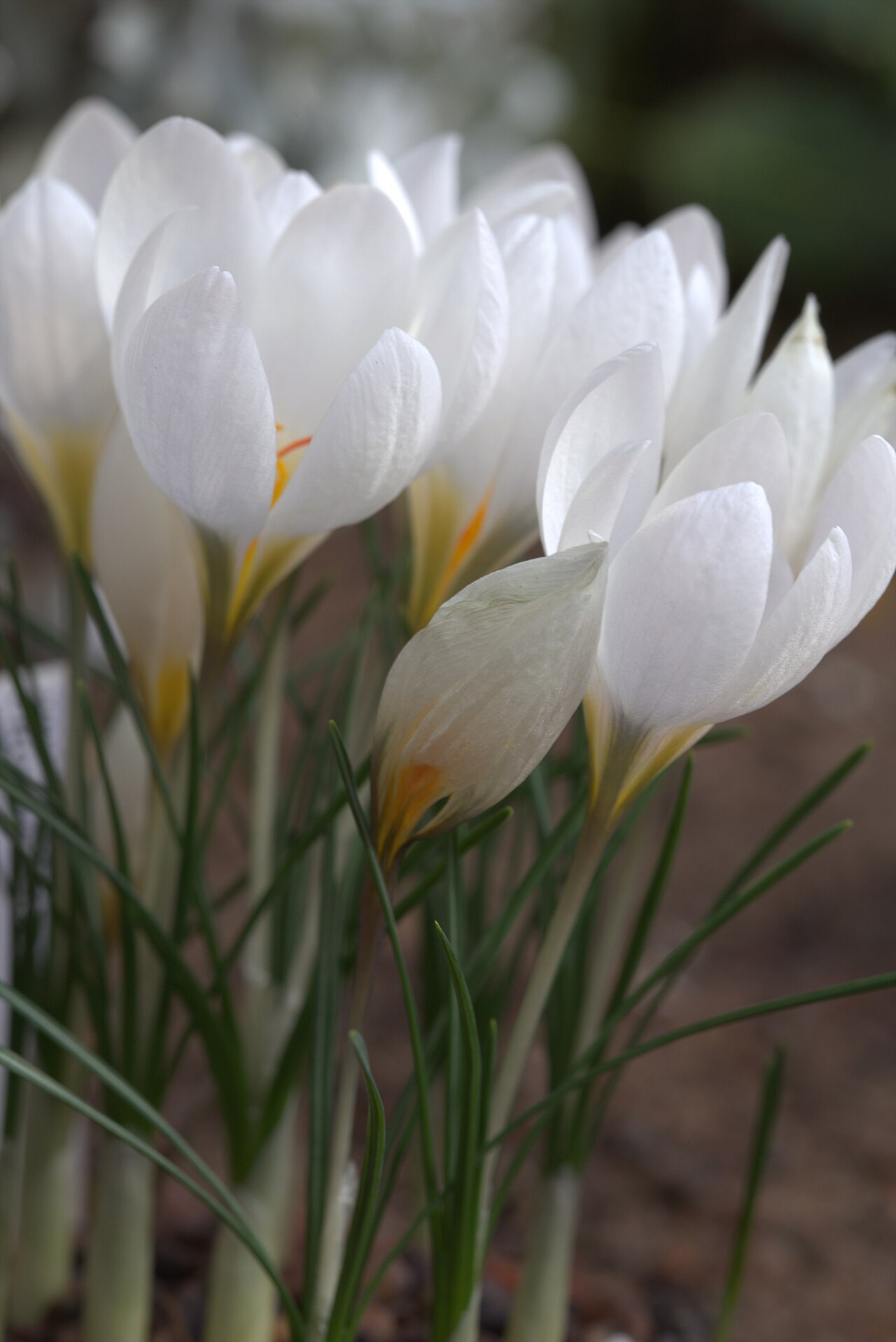Crocus hadriaticus: Crocus hadriaticus in Gothenburg Botanical Garden. Plant id: 2004-2621 p W -- Strid