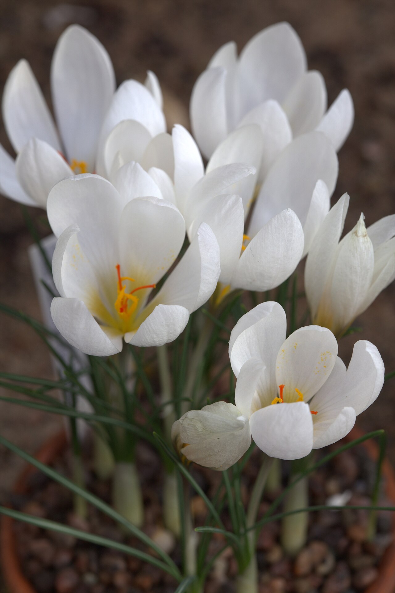 Crocus hadriaticus: Crocus hadriaticus in Gothenburg Botanical Garden. Plant id: 2004-2621 p W -- Strid