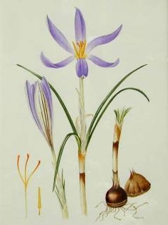 Crocus haussknechtii: زعفران جوقاسم یا پیشوک