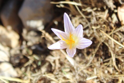 Crocus hermoneus (Crocus hermoneus)