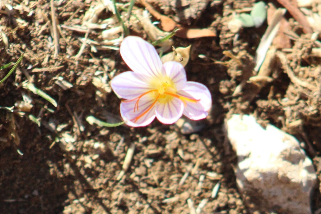 Crocus hermoneus (Crocus hermoneus)