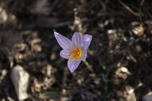 Crocus hermoneus (Crocus hermoneus)
