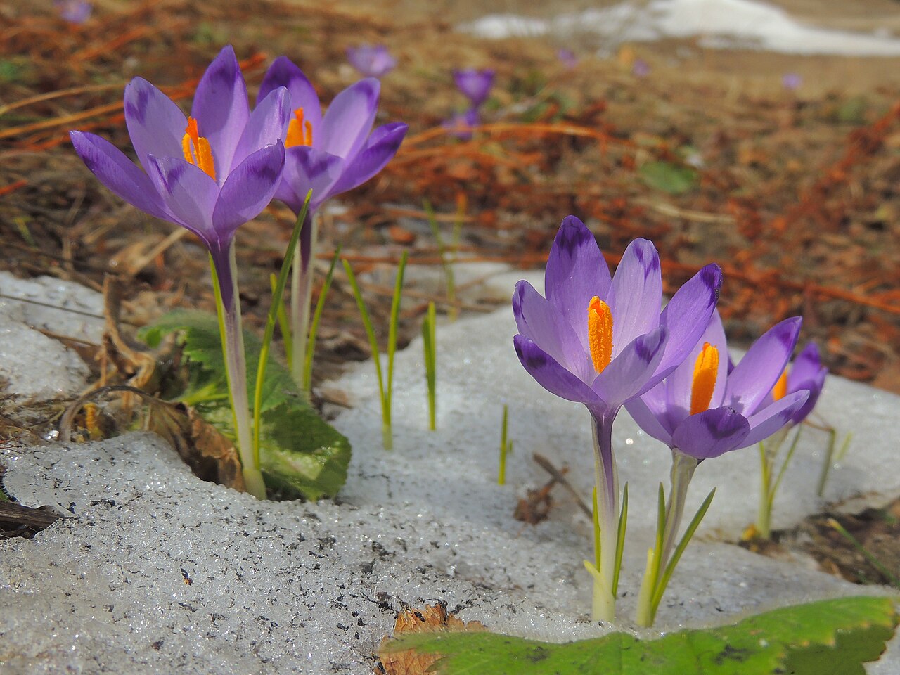 Crocus heuffelianus: spring crocus Frühlings-Krokus brândușă de munte