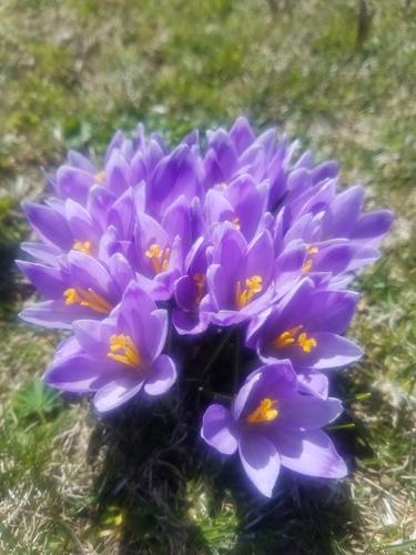 Crocus heuffelianus (Crocus heuffelianus)