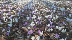 Crocus heuffelianus (Crocus heuffelianus)