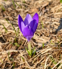 Crocus heuffelianus (Crocus heuffelianus)