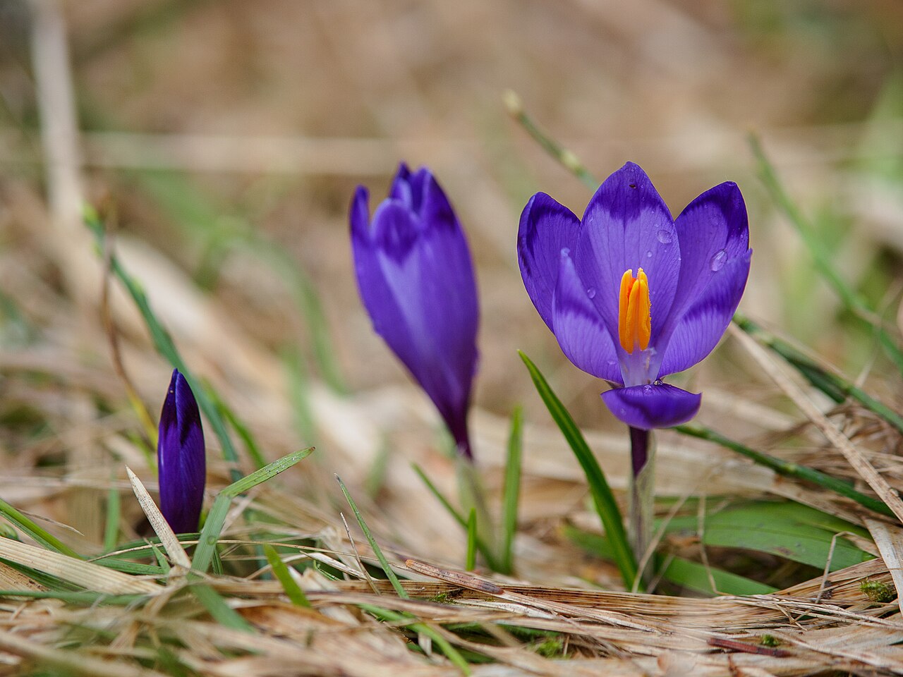 Crocus heuffelianus: Квітка сфотографована поблизу Братківського хребта