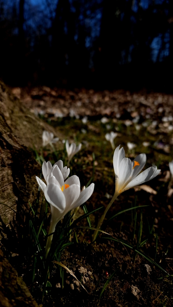 Crocus heuffelianus (Crocus heuffelianus)