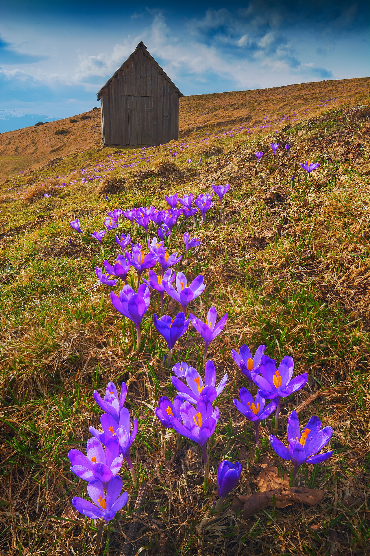 Crocus heuffelianus: Карпатський біосферний заповідник , Рахівський, Тячівський, Хустський, Виноградівський райони