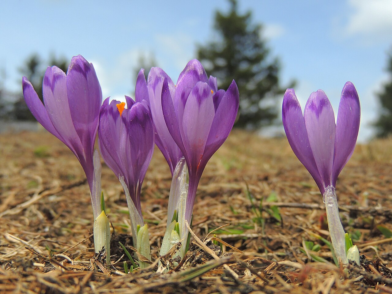 Crocus heuffelianus: spring crocus Frühlings-Krokus brândușă de munte