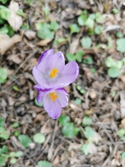 Crocus heuffelianus (Crocus heuffelianus)