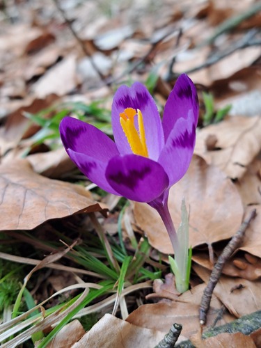 Crocus heuffelianus (Crocus heuffelianus)