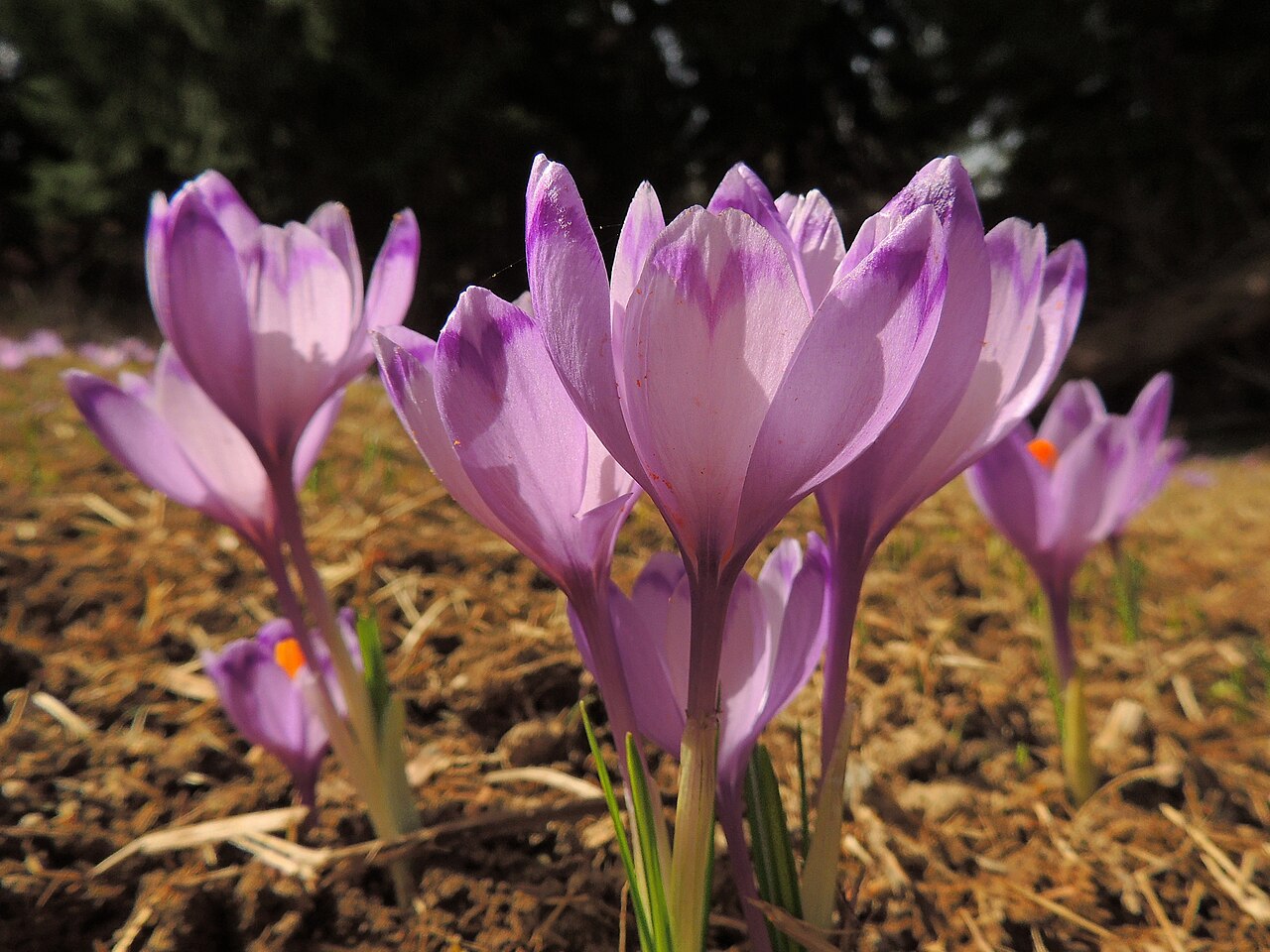 Crocus heuffelianus: spring crocus Frühlings-Krokus brândușă de munte