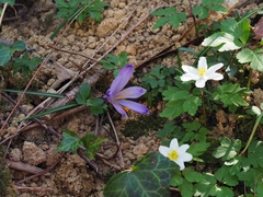 Crocus heuffelianus (Crocus heuffelianus)