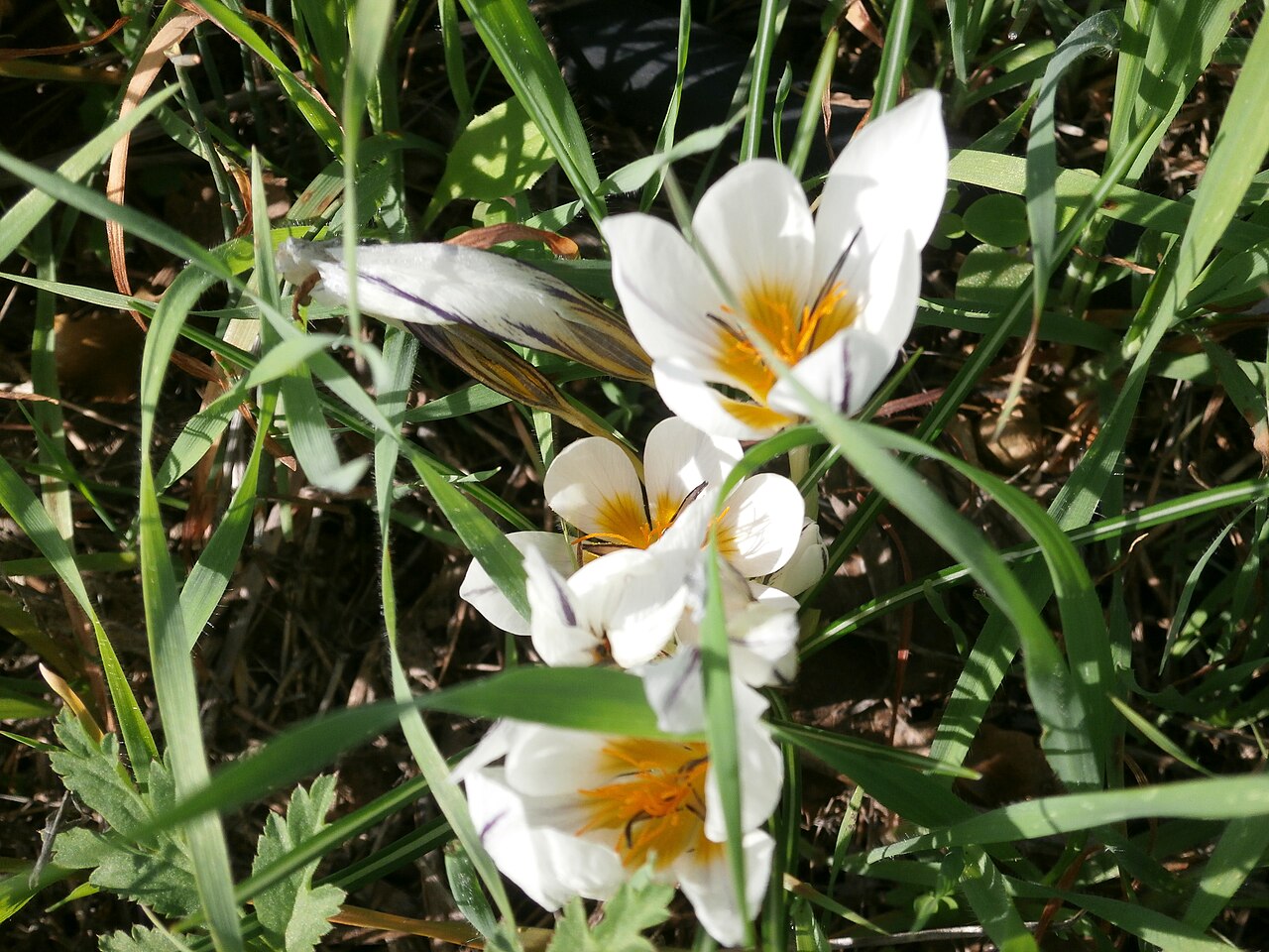 Crocus hyemalis: כרכום חורפי פורח בפארק הצנירים בקדומים כיסלו תשע"ה