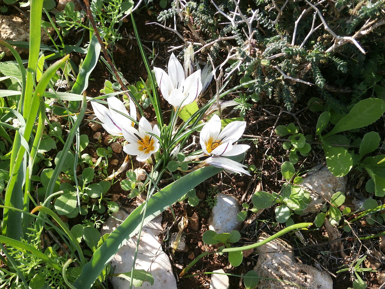 Crocus hyemalis: כרכום חורפי פורח בפארק הצנירים בקדומים כיסלו תשע"ה