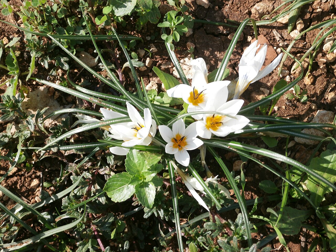 Crocus hyemalis: כרכום חורפי פורח בפארק הצנירים בקדומים כיסלו תשע"ה