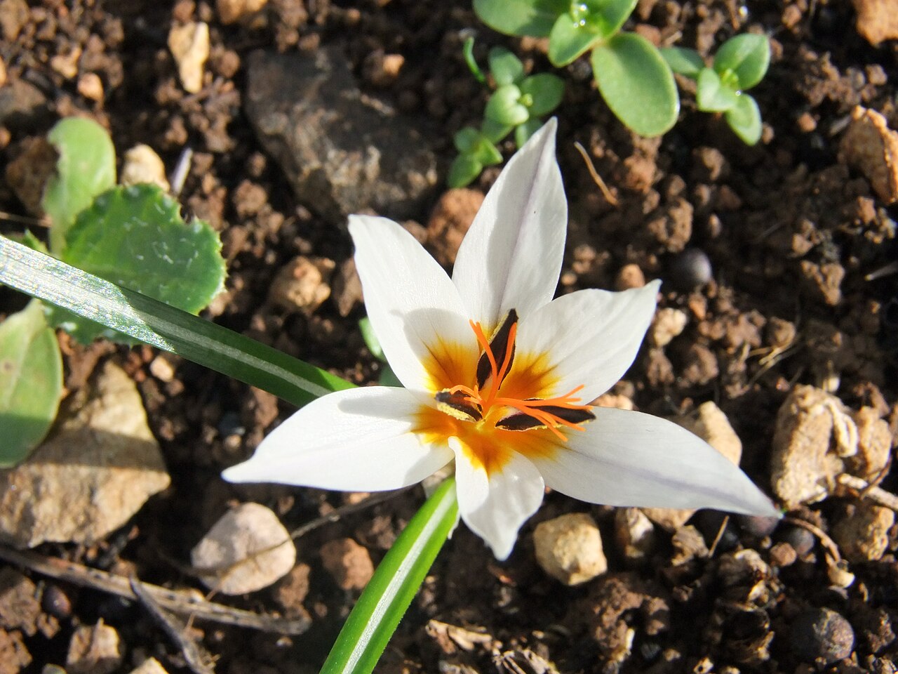 Crocus hyemalis: Jerusalem forest, winter 2012