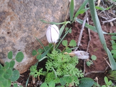 Crocus hyemalis (Crocus hyemalis)