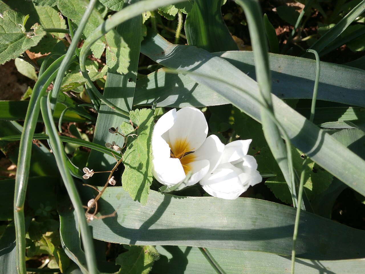 Crocus hyemalis: כרכום חורפי פורח בפארק הצנירים בקדומים כיסלו תשע"ה