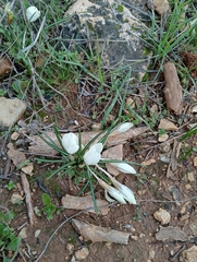 Crocus hyemalis (Crocus hyemalis)