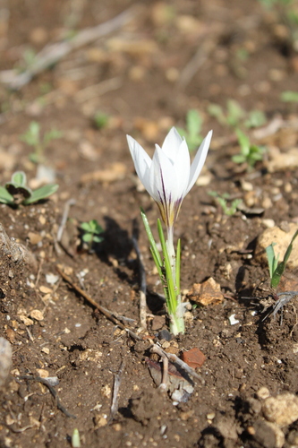 Crocus hyemalis (Crocus hyemalis)