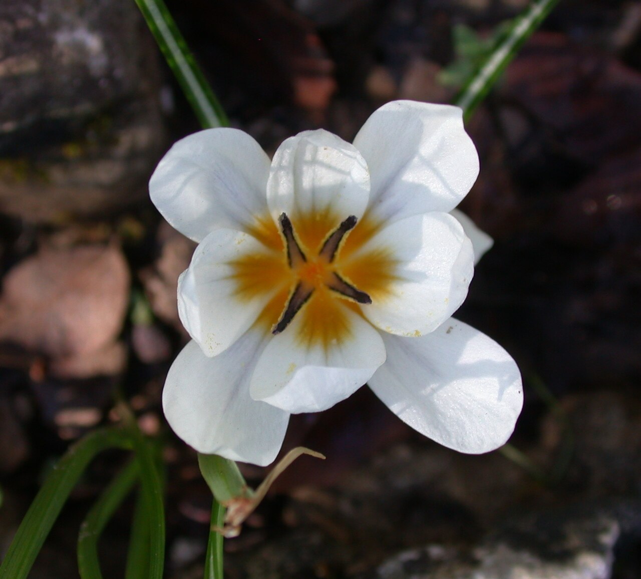 Crocus hyemalis: Crocus hyemalis , mutant with 4 stamens and 8 petals. Mount Carmel, Israel, November 15, 2008.