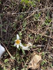 Crocus hyemalis (Crocus hyemalis)