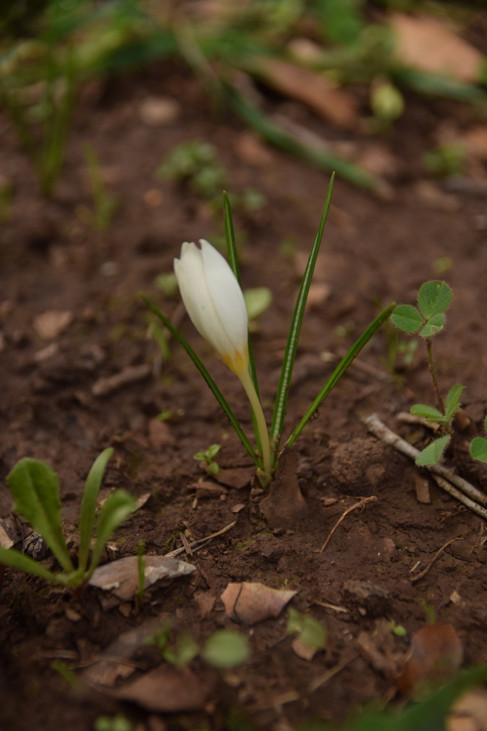 Crocus hyemalis (Crocus hyemalis)