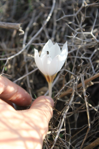 Crocus hyemalis (Crocus hyemalis)