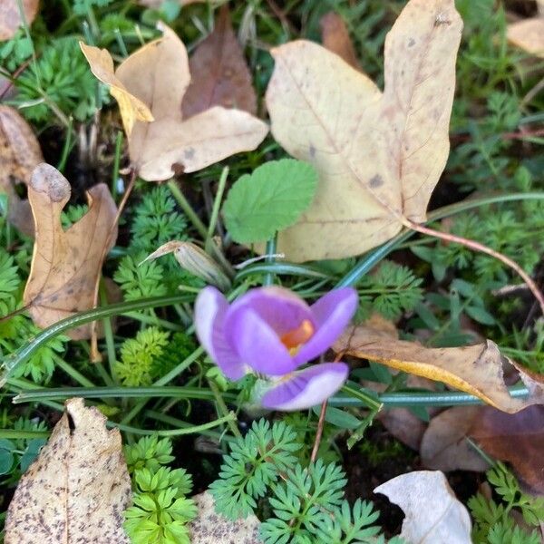 Early crocus (Crocus imperati)