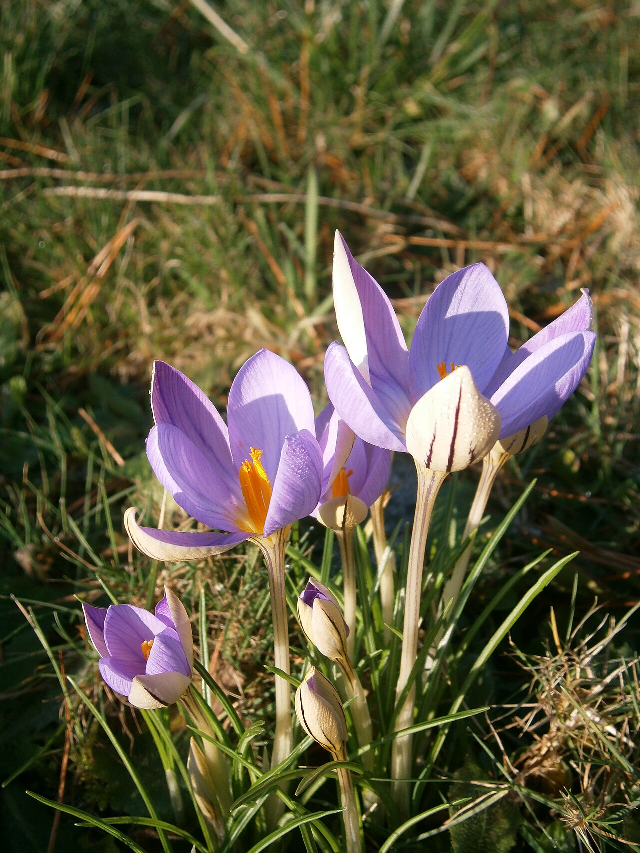 Early crocus: Crocus imperati 'De Jager'