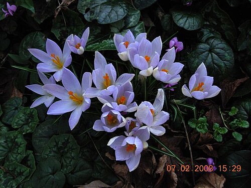 Early crocus: Crocus imperati 'De_Jager', une sélection en culture