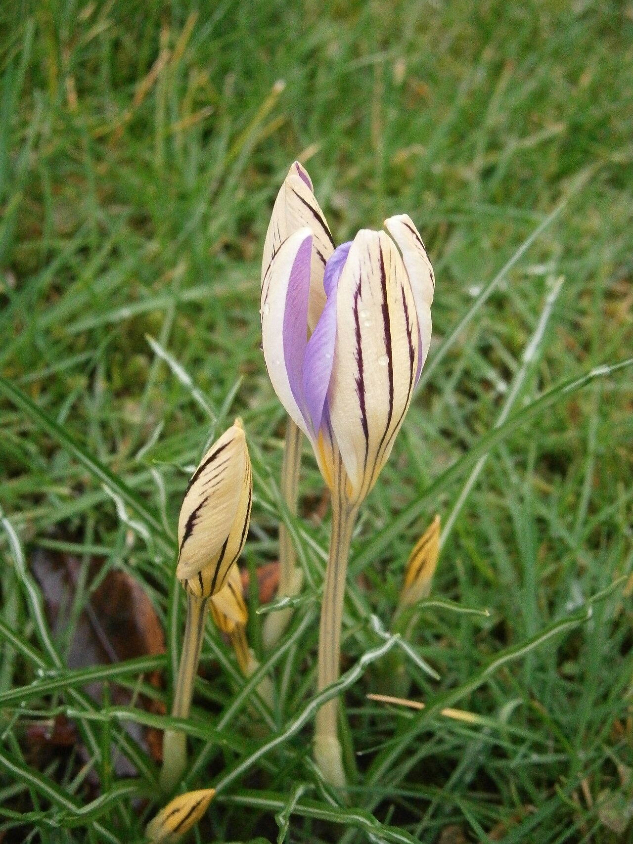 Early crocus: Crocus imperati 'De Jager' opening