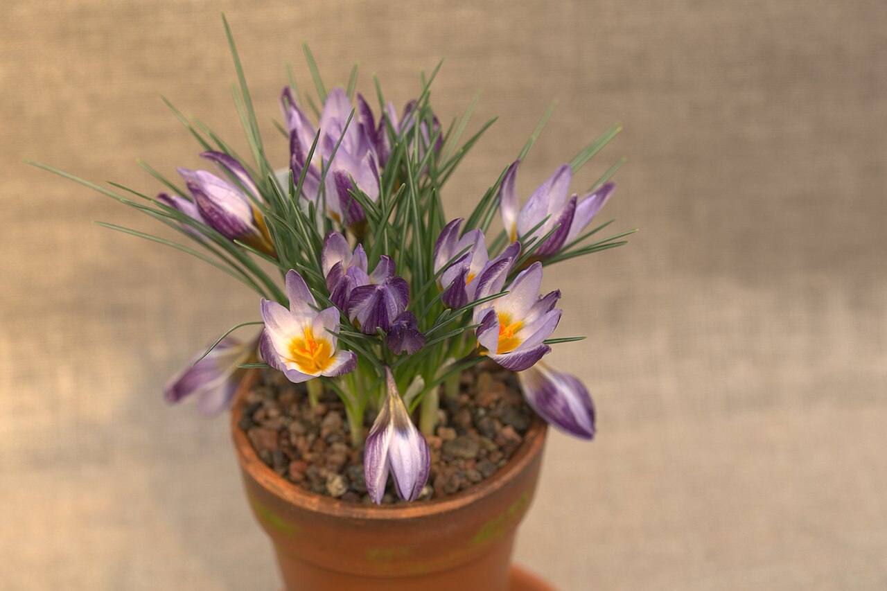 Crocus isauricus: Crocus biflorus ssp. isauricus at a Crocus exhibition in the greenhouses at Gothenburg Botanical Garden the spring 2016.