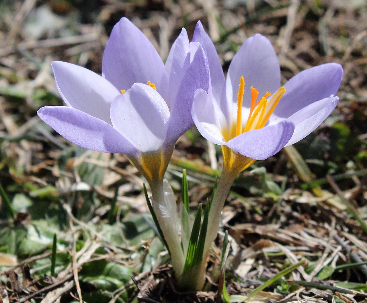 Crocus keltepensis: Crocus keltepensis double