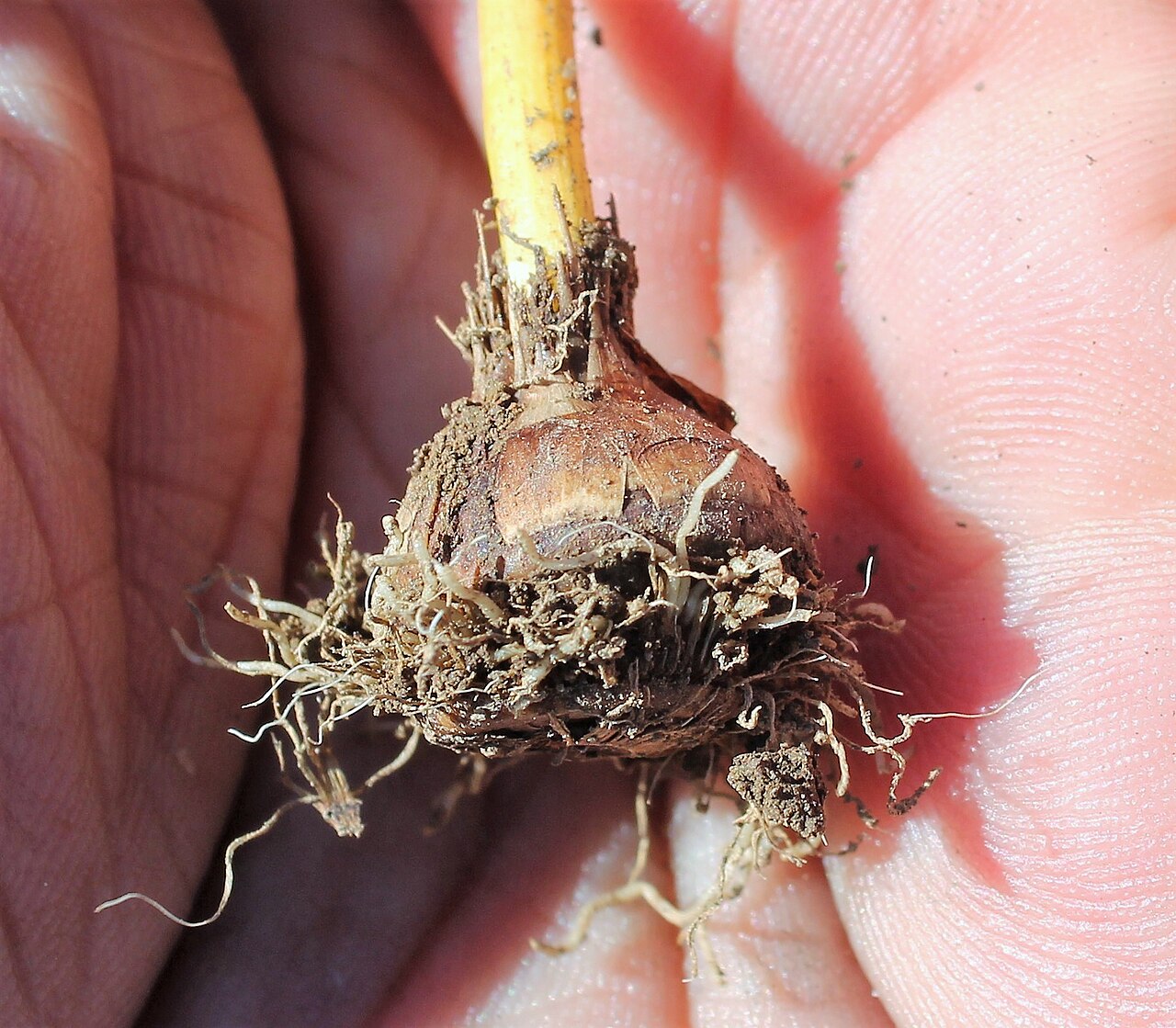 Crocus keltepensis: Crocus keltepensis corn