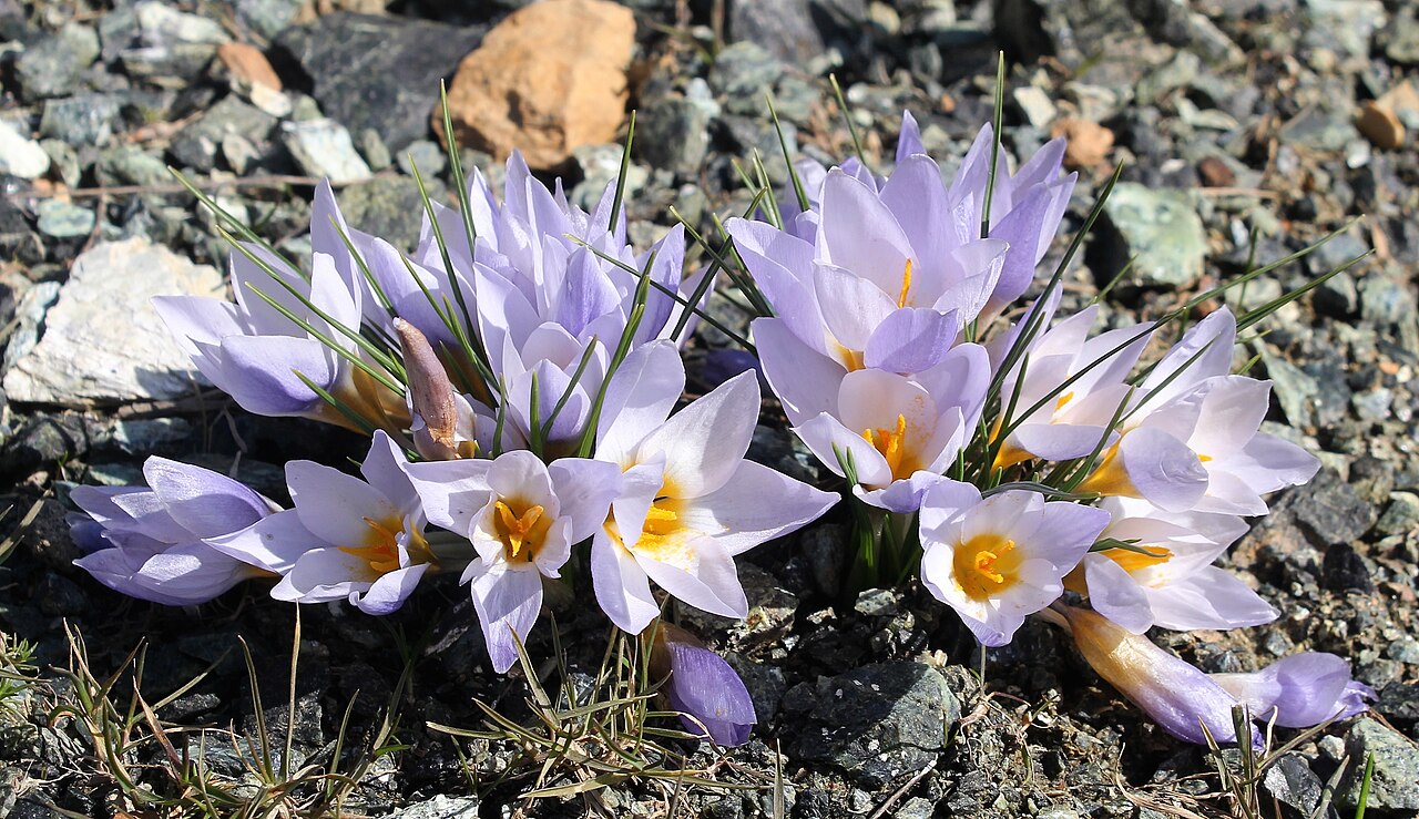 Crocus keltepensis: Crocus keltepensis cluster