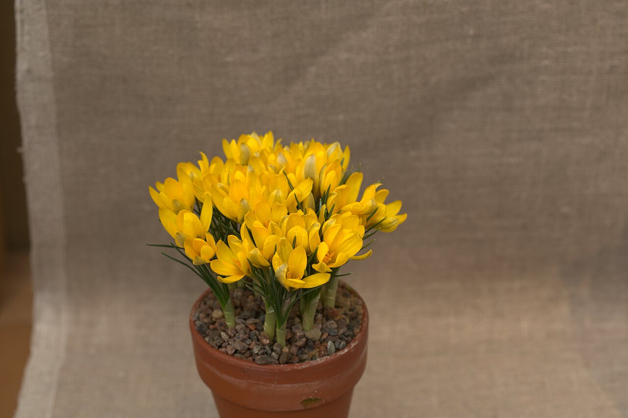 Crocus korolkowii: Crocus korolkowii at a Crocus exhibition in the greenhouses at Gothenburg Botanical Garden the spring 2016.