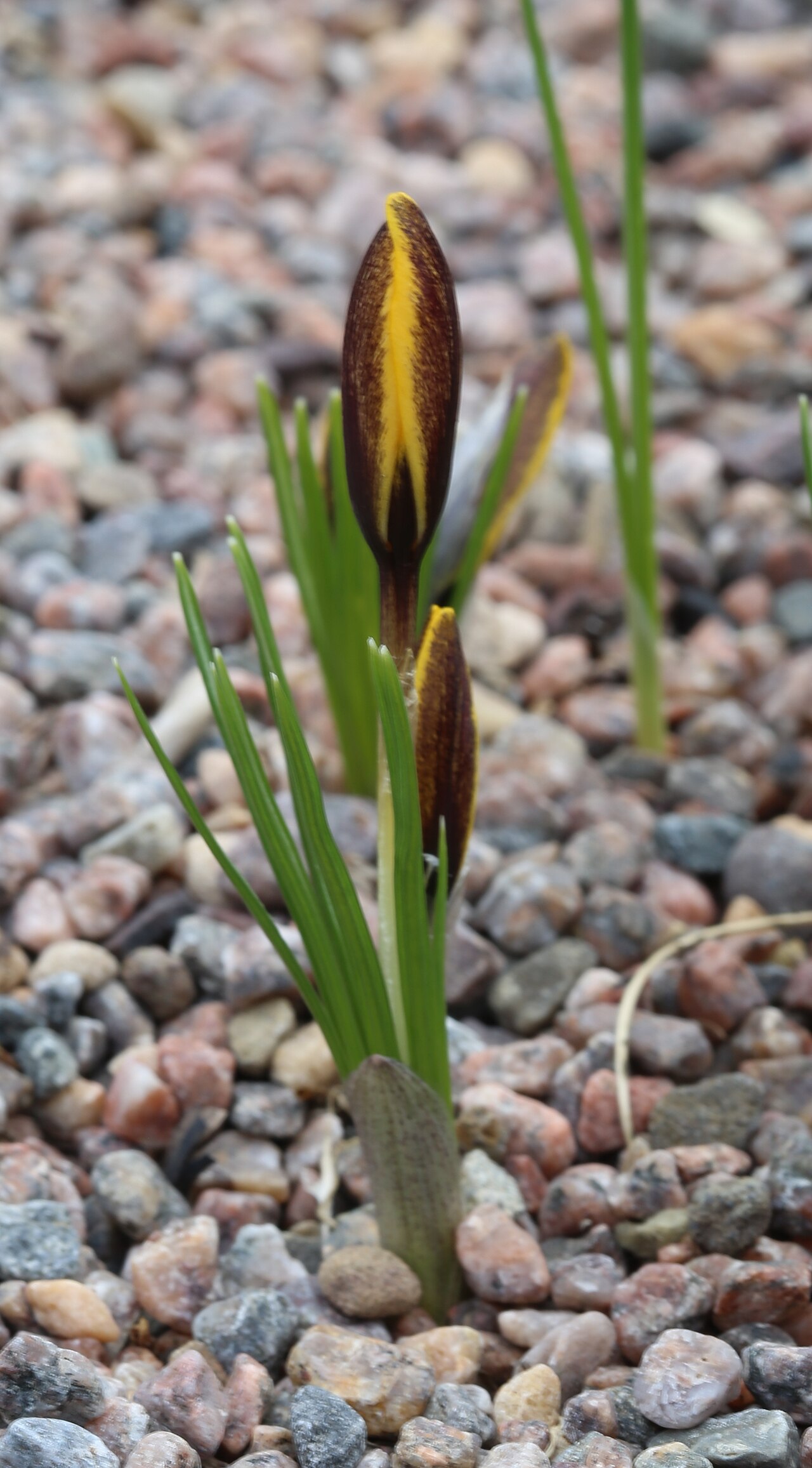 Crocus korolkowii: Crocus korolkowii at Gothenburg botanical garden in 2015. Plant id: 1997-2624 p W; Seisums