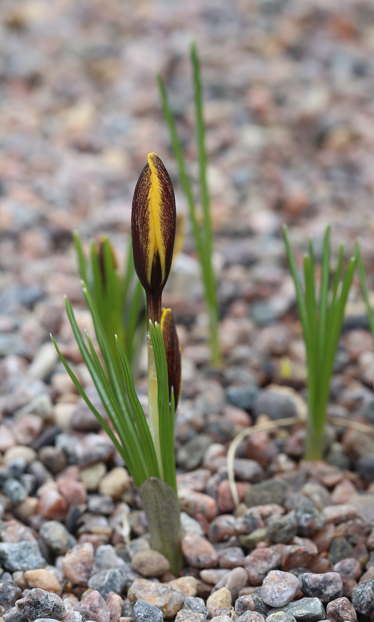 Crocus korolkowii: Crocus korolkowii at Gothenburg botanical garden in 2015. Plant id: 1997-2624 p W; Seisums