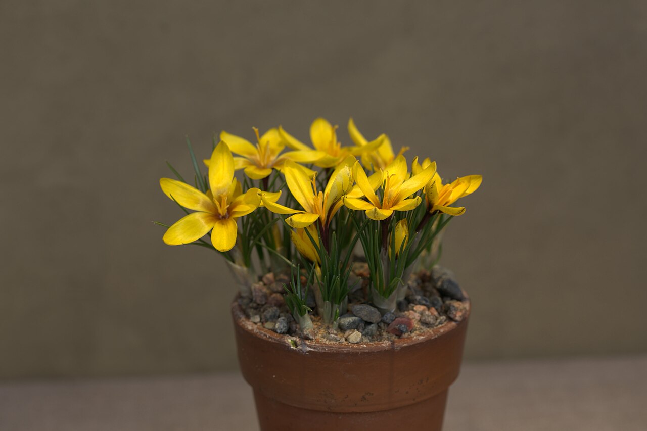 Crocus korolkowii: Crocus korolkowii at a Crocus exhibition in the greenhouses at Gothenburg Botanical Garden the spring 2016.