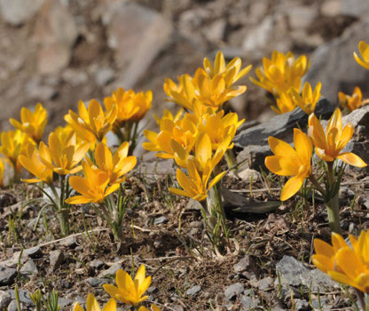 Crocus korolkowii: The alpine pasture with Crocus korolkowii in Varzob River Valley in Hissar Mts, Tajikistan.