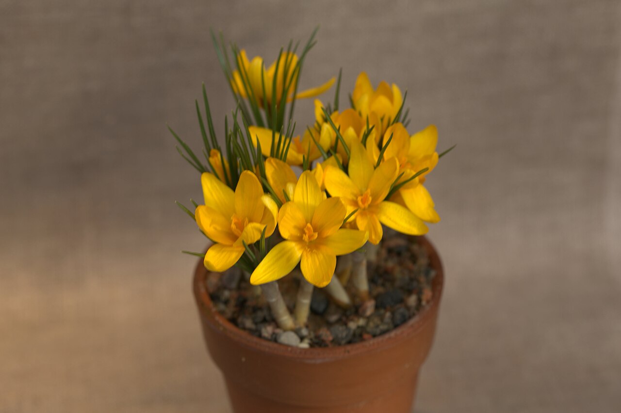 Crocus korolkowii: Crocus korolkowii 'Kiss of Spring' at a Crocus exhibition in the grenhouses at Gothenburg Botanical Garden the spring 2016.