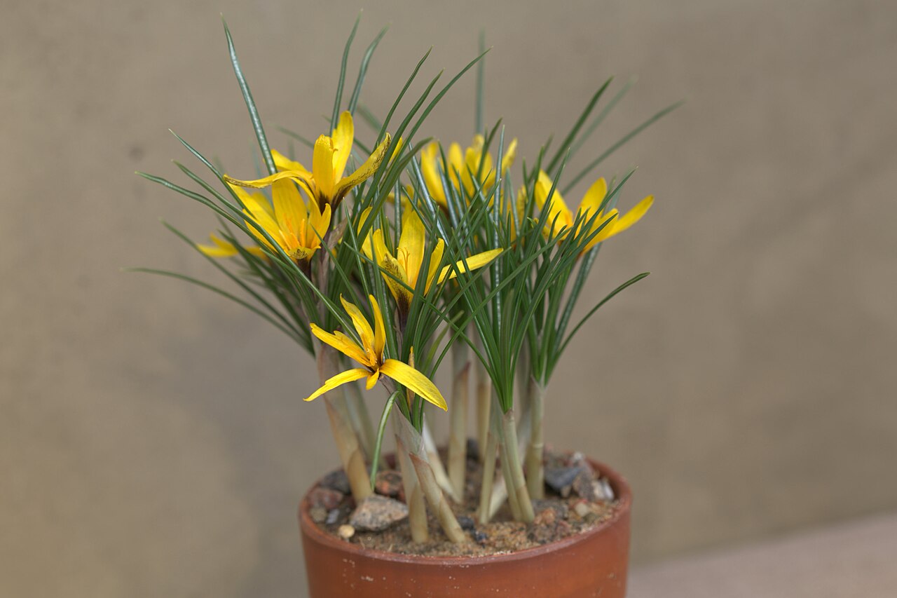 Crocus korolkowii: Crocus korolkowii 'January Gold' at a Crocus exhibition in the greenhouses at Gothenburg Botanical Garden the spring 2016.