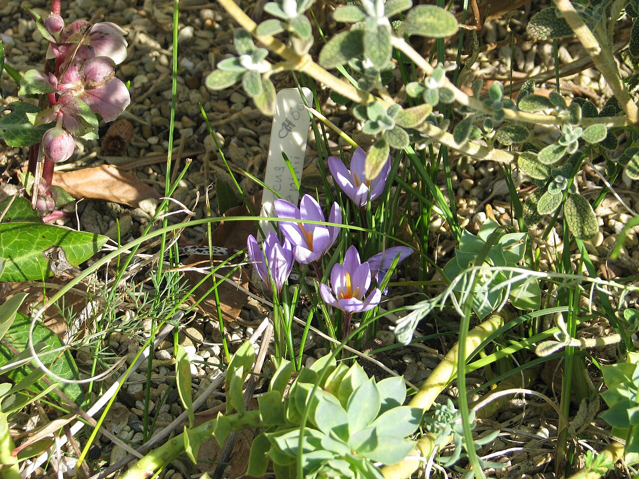 Crocus kosaninii: From Paul Christian's a few years back, growing under the edge of Phlomis lanata
