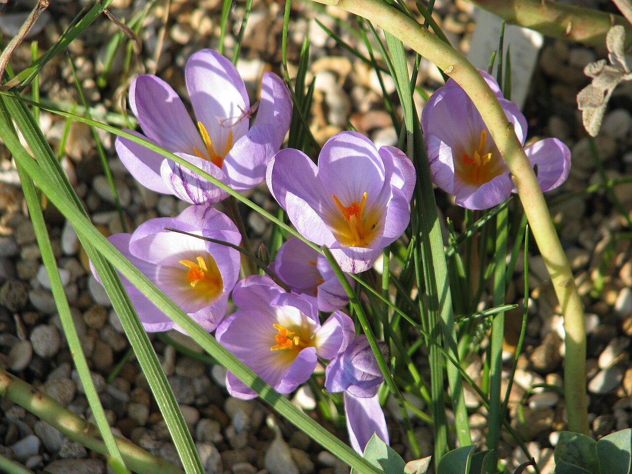 Crocus kosaninii: Another one recommended as good outdoors by Paul Christian, and so it is. This has been here since 2008.
