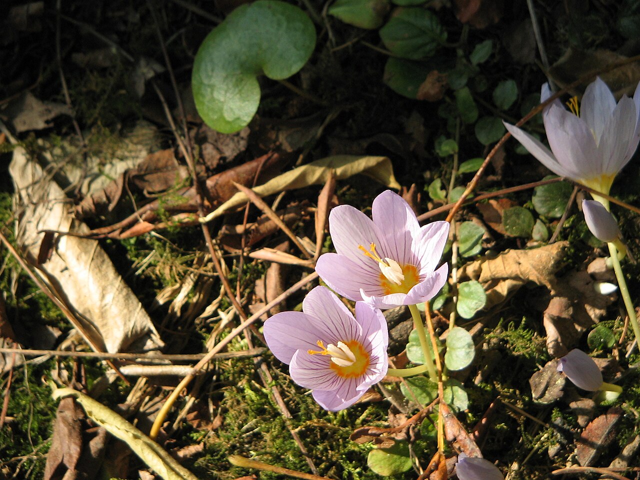 Crocus kotschyanus: Crocus kotschyanus - inner side of the flowers